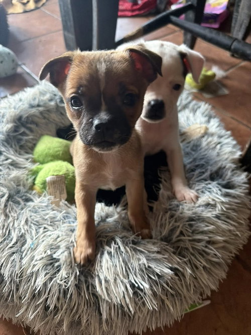 Sweet Treat Pups photo 3