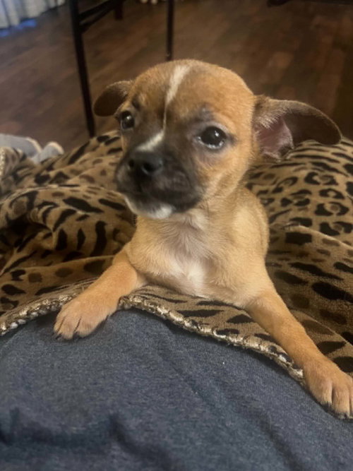 Sweet Treat Pups - Milk Bone, an adoptable Chihuahua in Ashville, OH