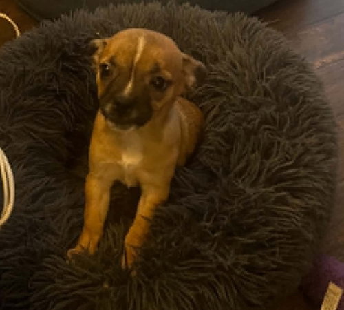 Sweet Treat Pups photo 6
