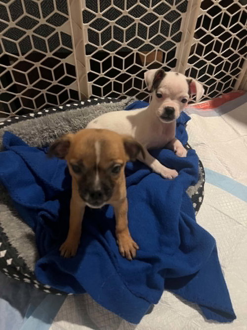 Sweet Treat Pups photo 7