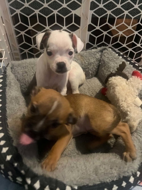 Sweet Treat Pups photo 8