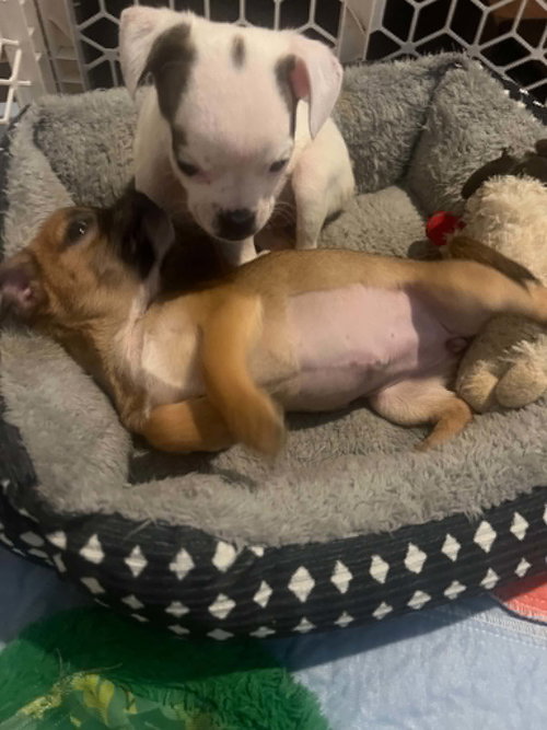 Sweet Treat Pups photo 9