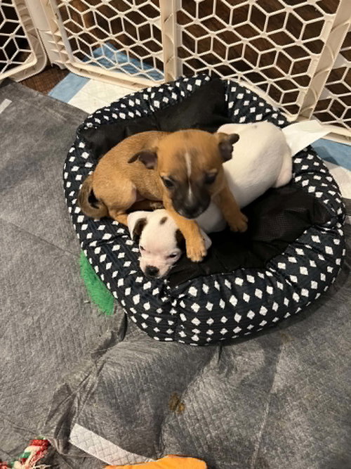 Sweet Treat Pups photo 10