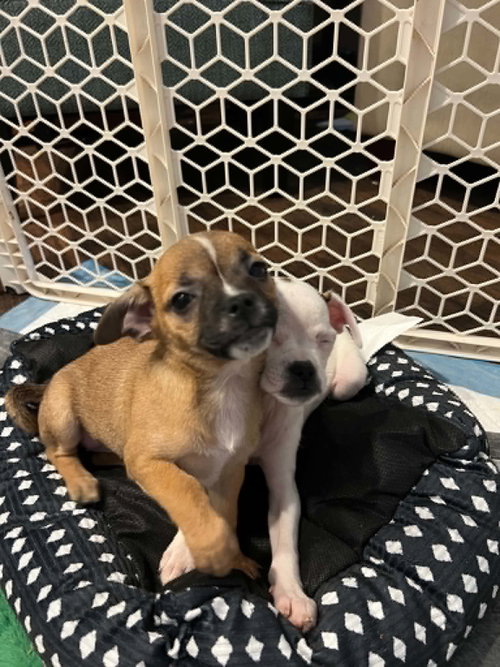 Sweet Treat Pups photo 11