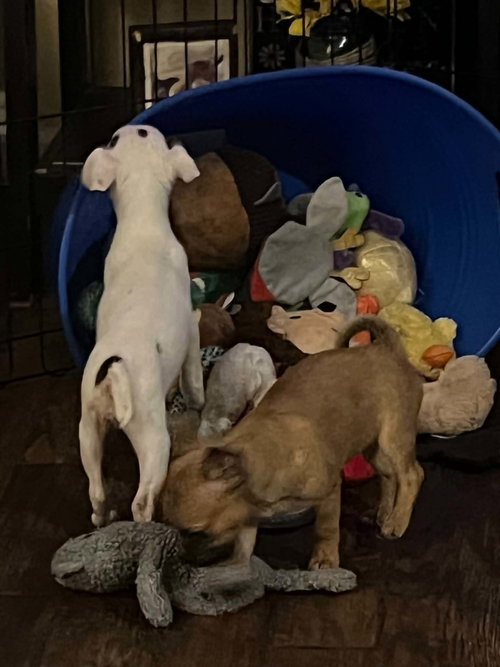 Sweet Treat Pups photo 12