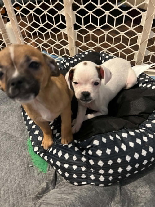 Sweet Treat Pups photo 13