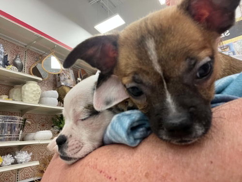 Sweet Treat Pups photo 14