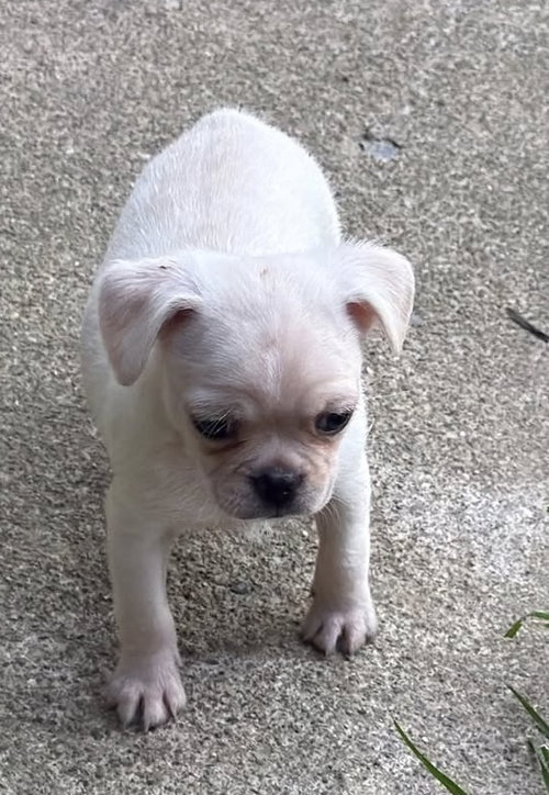 Vintage Reds Pups photo 2