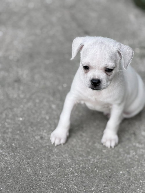 Vintage Reds Pups photo 2