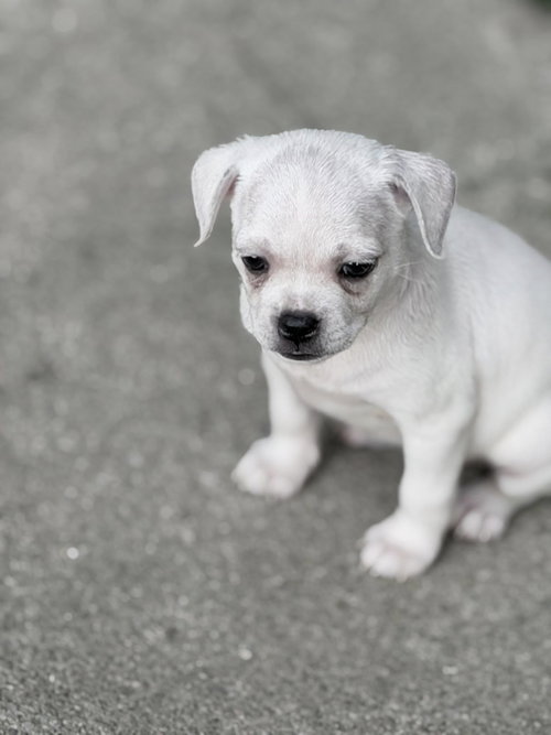 Vintage Reds Pups photo 3