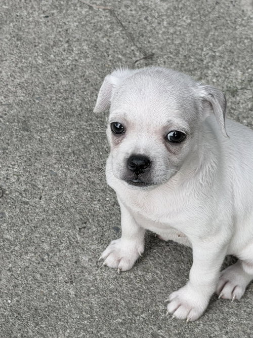 Vintage Reds Pups - Griffy