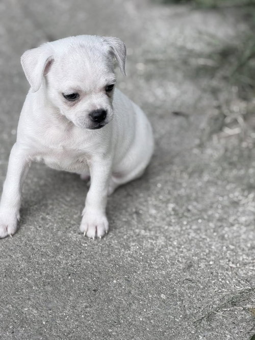 Vintage Reds Pups photo 4