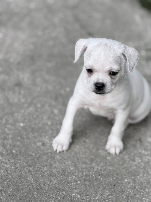 Vintage Reds Pups photo 5