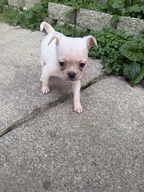 Vintage Reds Pups - Rose