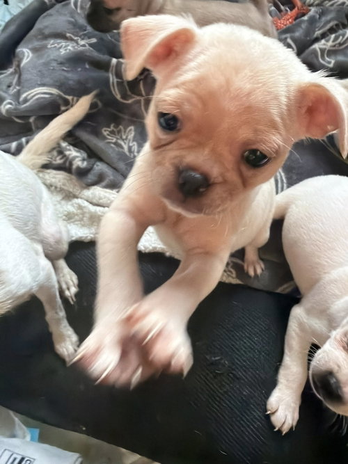 Vintage Reds Pups photo 4