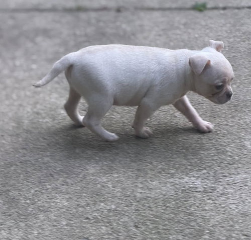Vintage Reds Pups photo 3