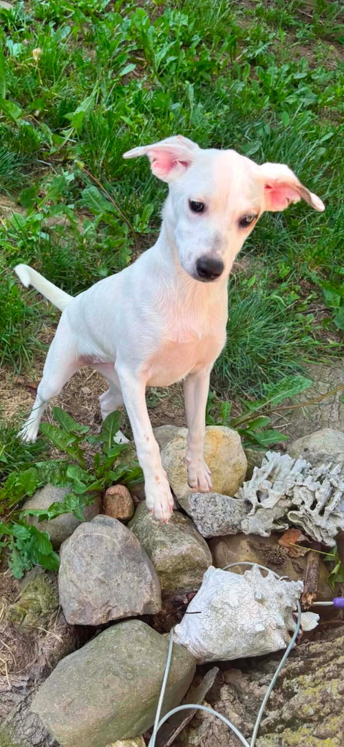 Pearl photo 2