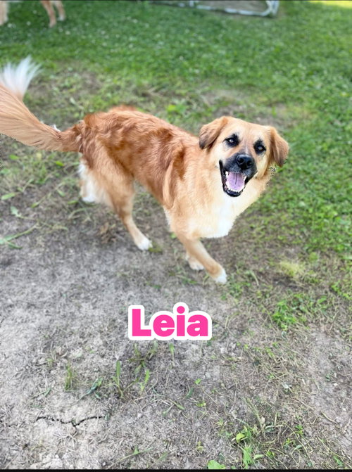 Leia