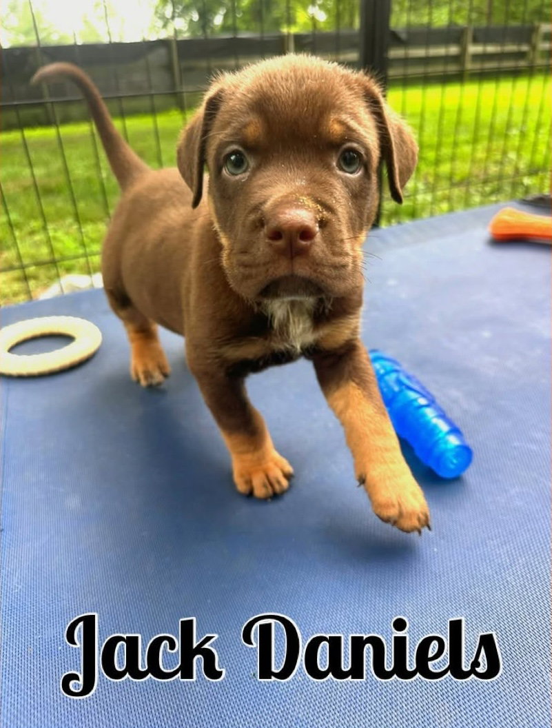 Whiskey Pups - Jack Daniels