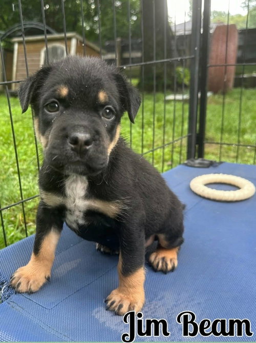 Whiskey Pups - Jim Beam, an adoptable Boxer in Ashville, OH