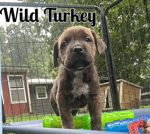 Whiskey Pups - Wild Turkey, an adoptable Boxer in Ashville, OH