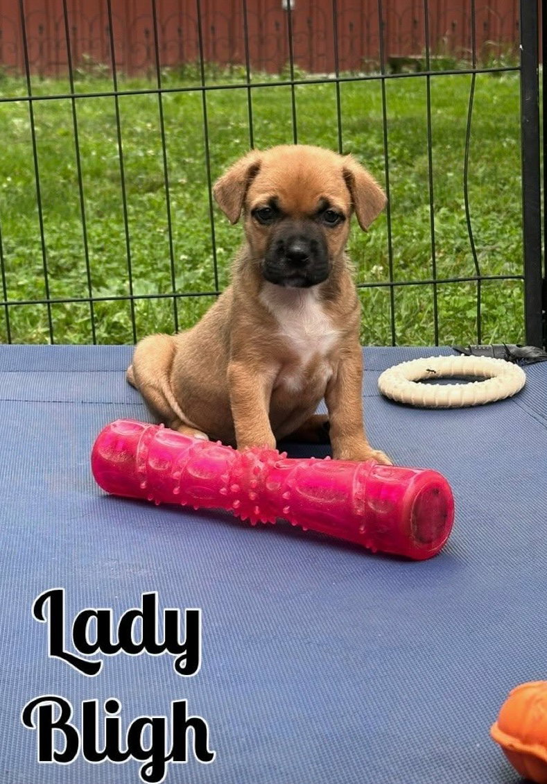 Whiskey Pups - Lady Bligh