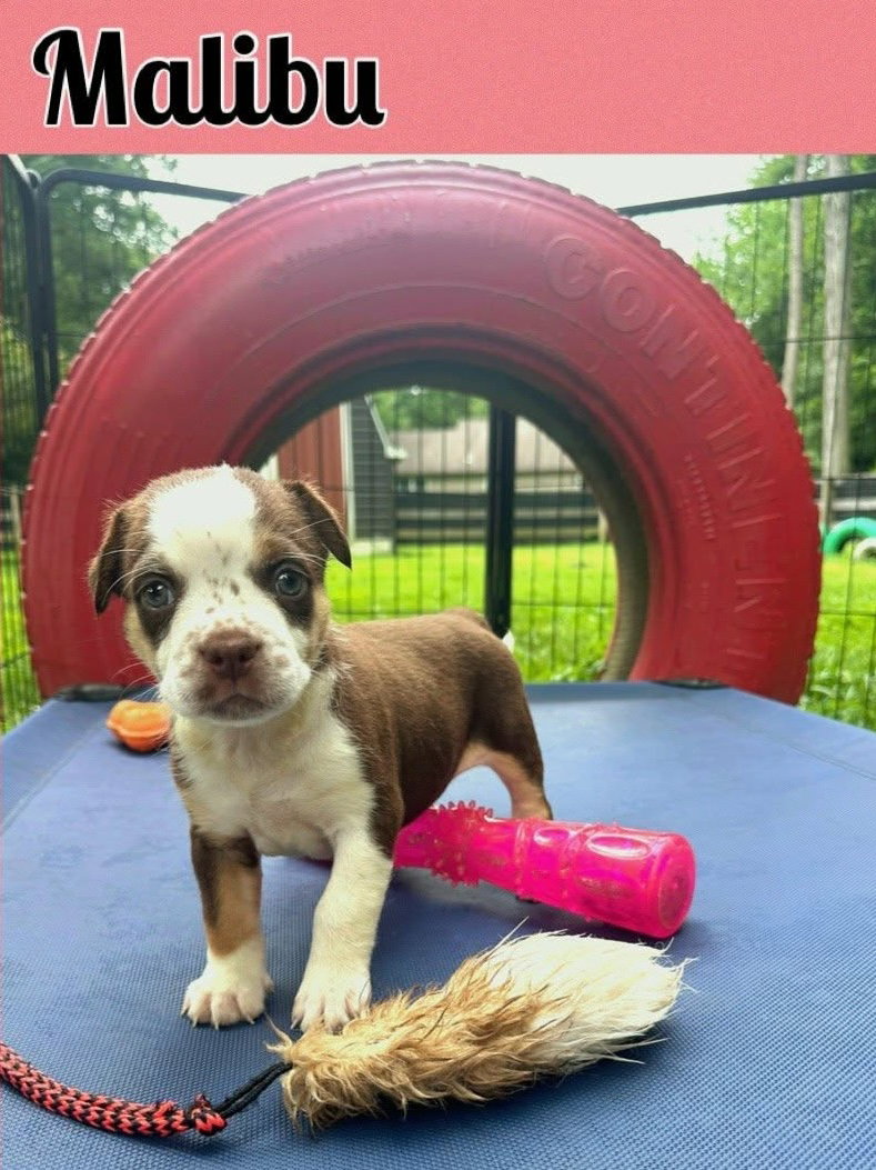 Whiskey Pups - Malibu