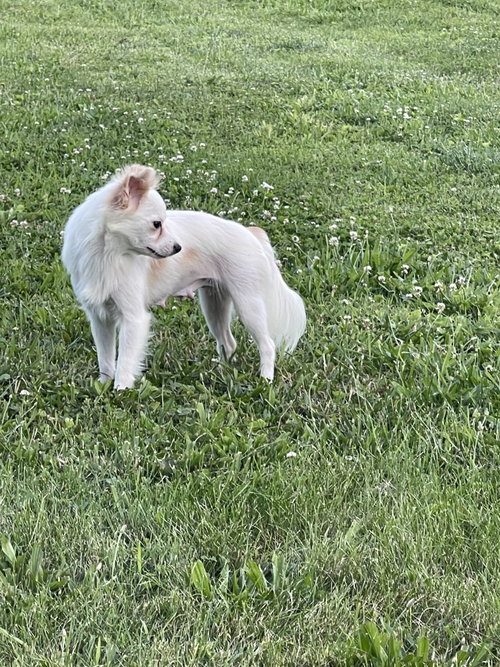 Fluffy photo 4