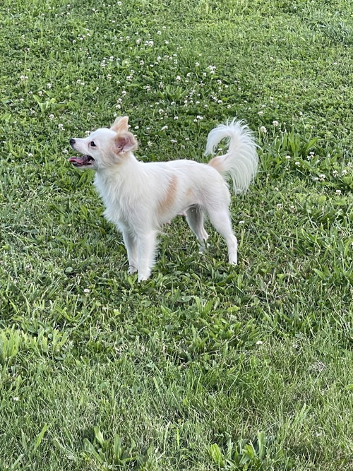 Fluffy photo 5