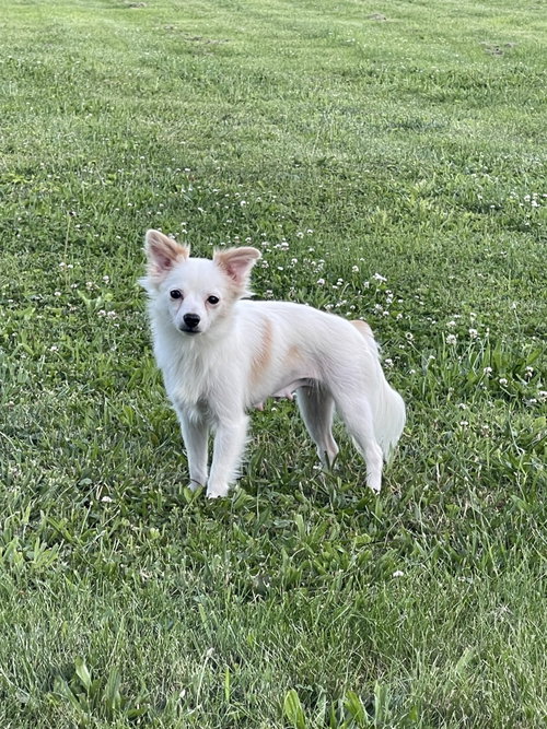 Fluffy photo 3