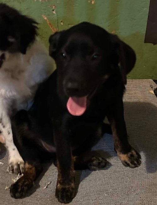 Sapling Pups photo 2