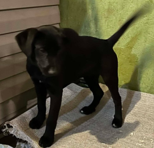 Sapling Pups photo 7