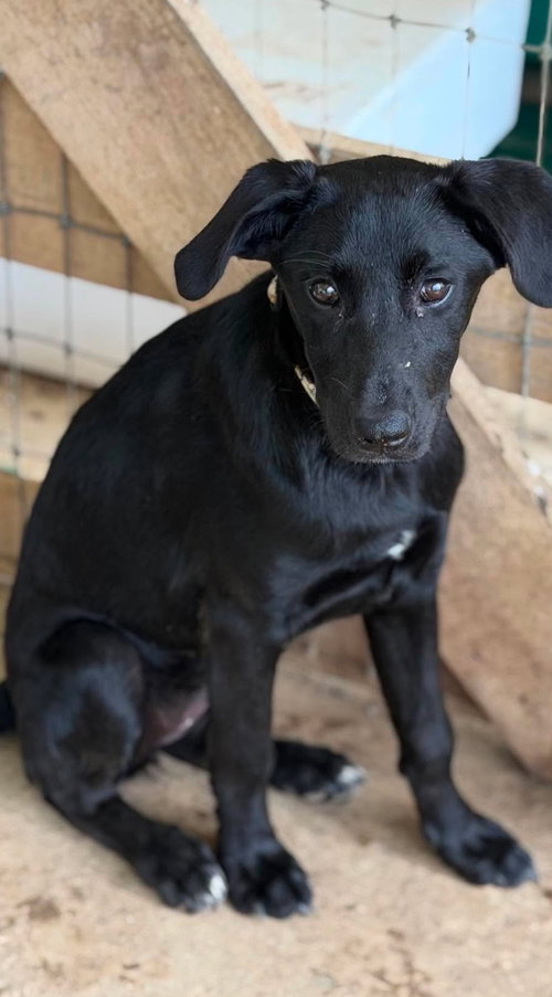 Sapling Pups photo 4