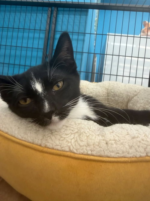 Mia (Kitty), an adoptable Tuxedo in Ashville, OH