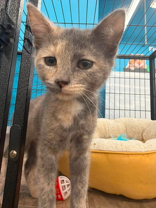 Madison (Kitty), an adoptable Tortoiseshell in Ashville, OH