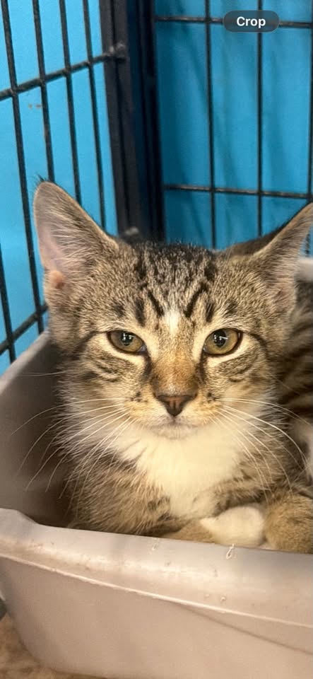 Enchilada (Kitty), an adoptable Domestic Short Hair in Ashville, OH