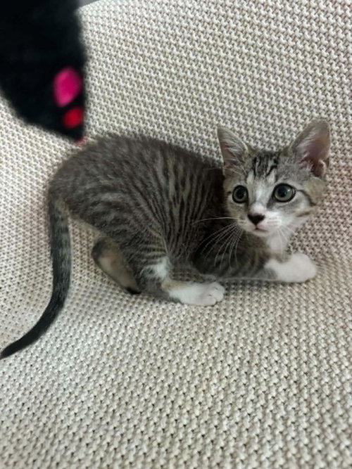 Louie