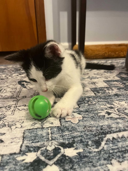 Elliott