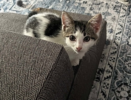Frankie photo 3