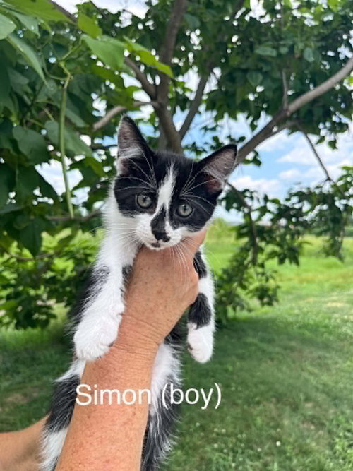 Simon (Kitty)