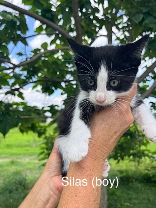 Silas