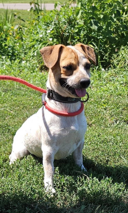 picture of the dog needing adoption