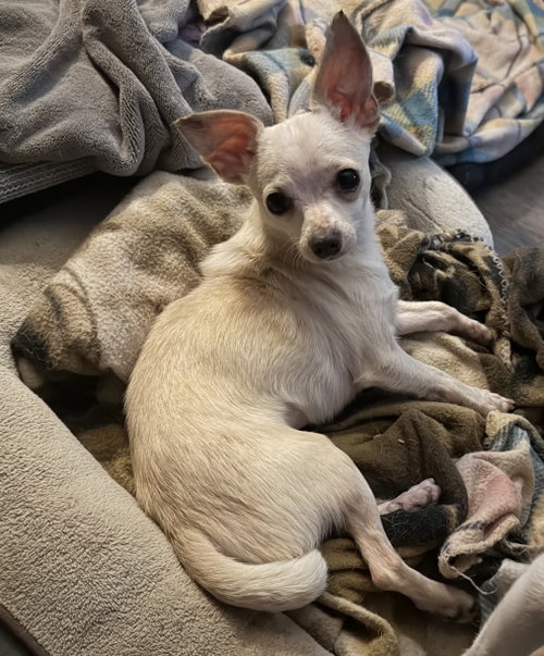 picture of the dog needing adoption