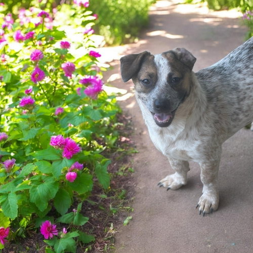 picture of the dog needing adoption