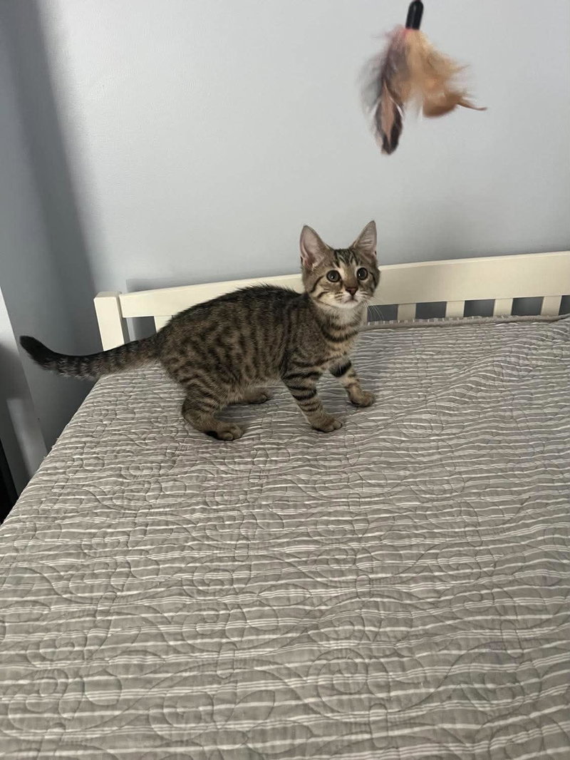 Taco, a female kitten up for adoption