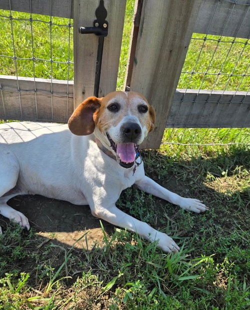 Annie, a dog for adoption from Danielle's Animal Safe Haven