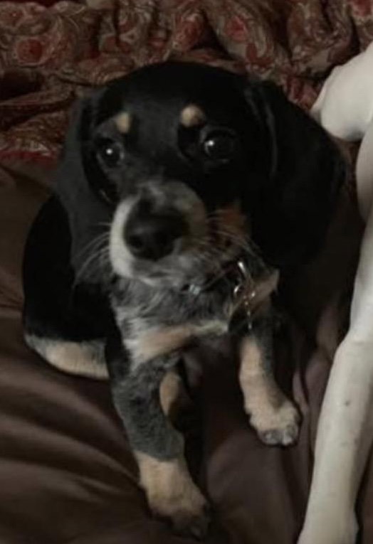 Daisy, photo 7
