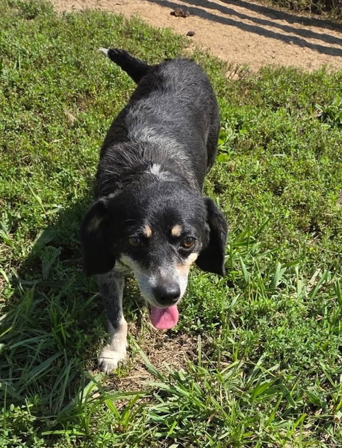 Photo 4 of Daisy