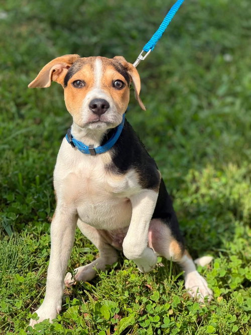 picture of the dog needing adoption