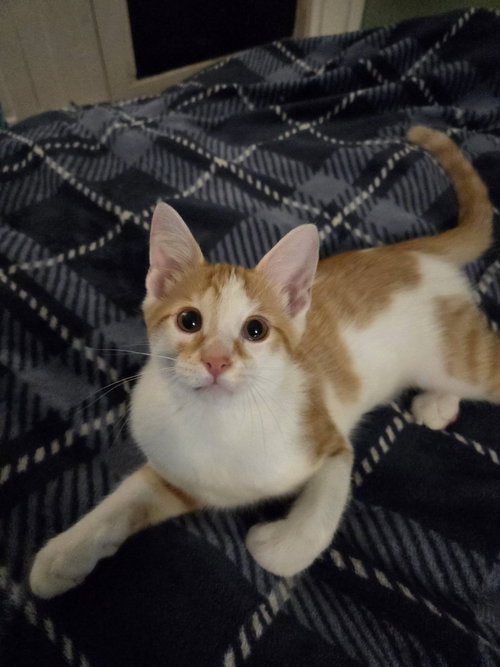picture of the cat needing adoption